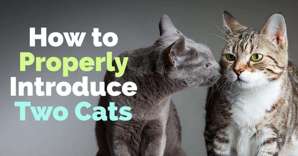 How to Properly Introduce Two Cats