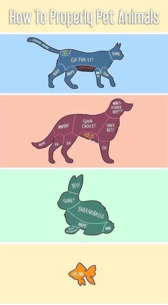 How to properly pet animals