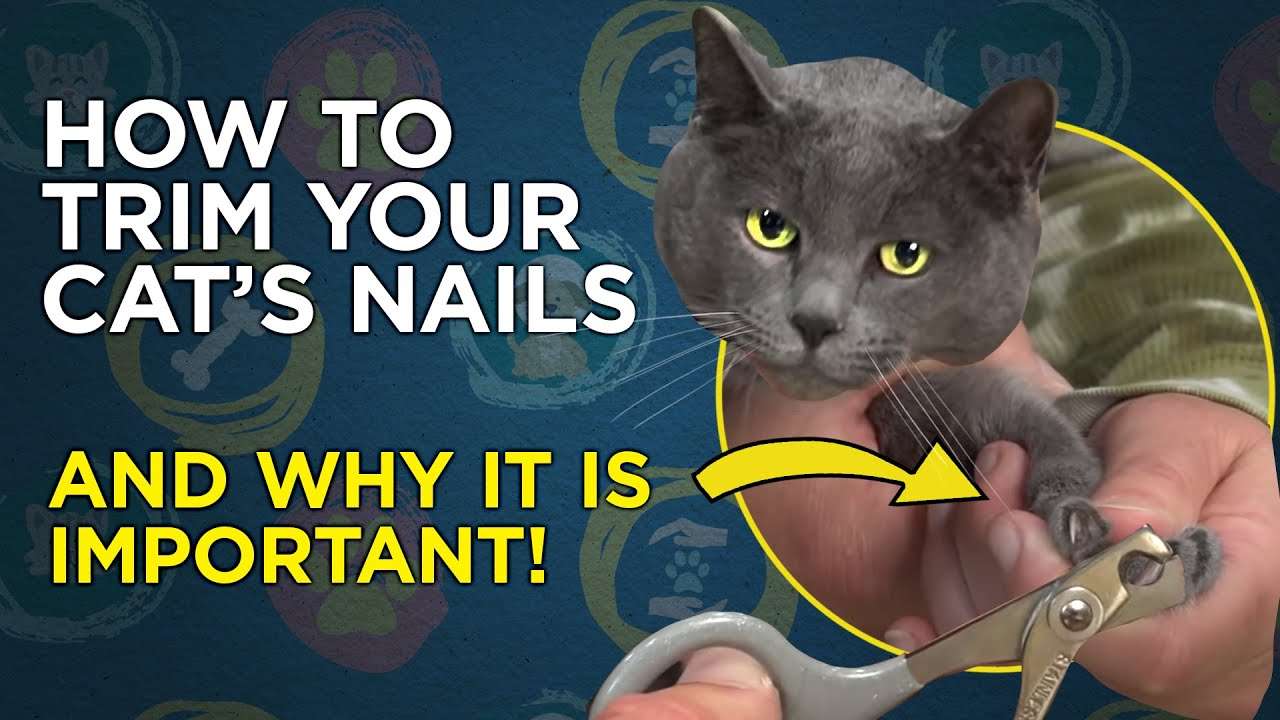 How To Properly Trim A Cats Nails