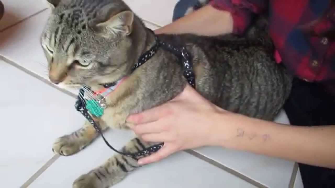 How To Put an " H"  Harness on a Cat
