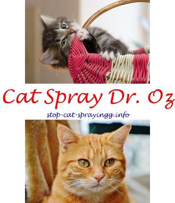 How to remove cat spray smell from couch.Female cat heat ...