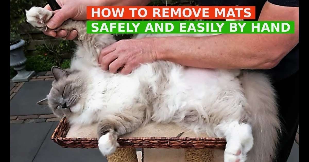 How To Remove Matted Cat Hair