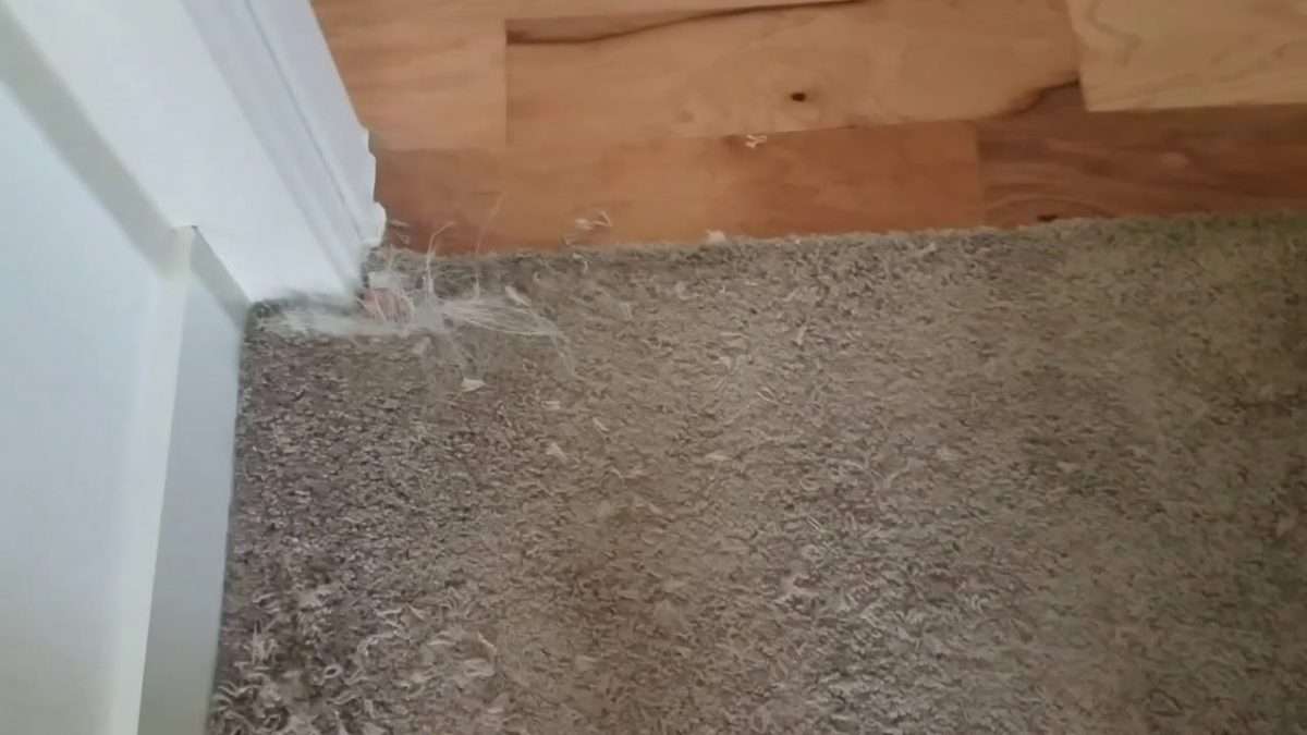 How To Repair Carpet From Cat Scratches