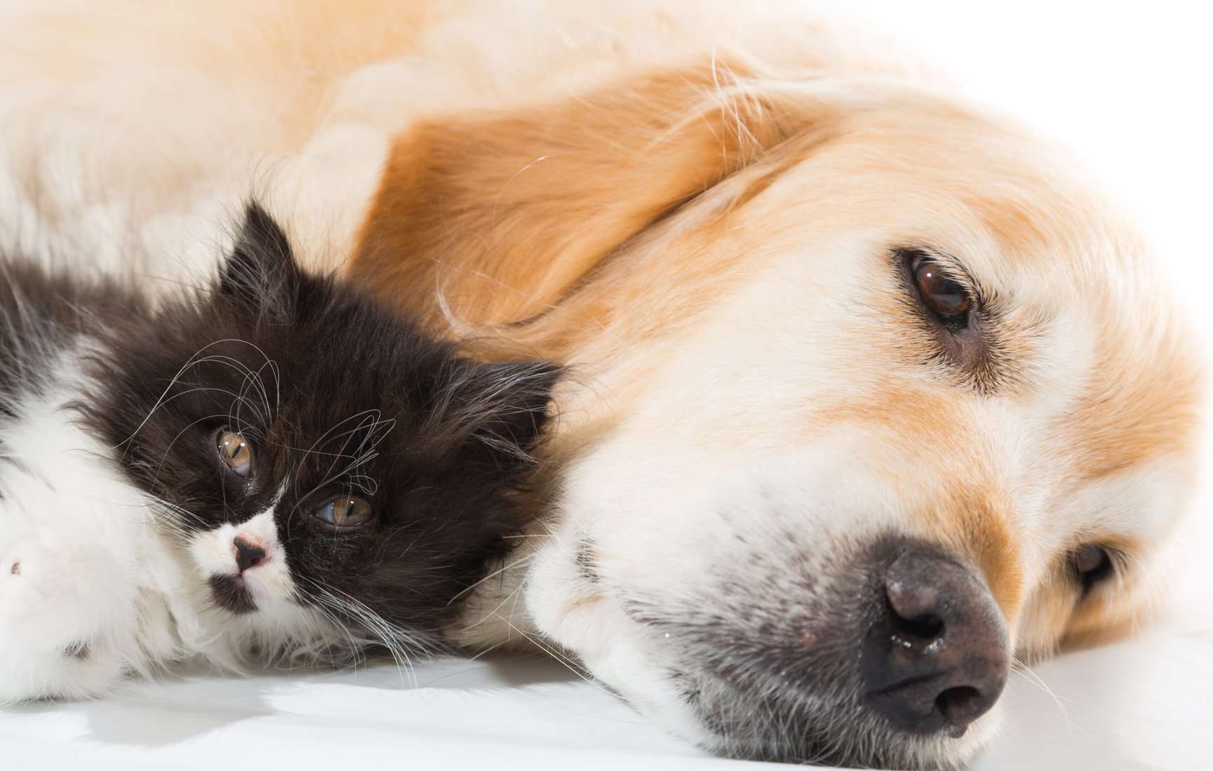 How To Safely Introduce A Cat And A Dog