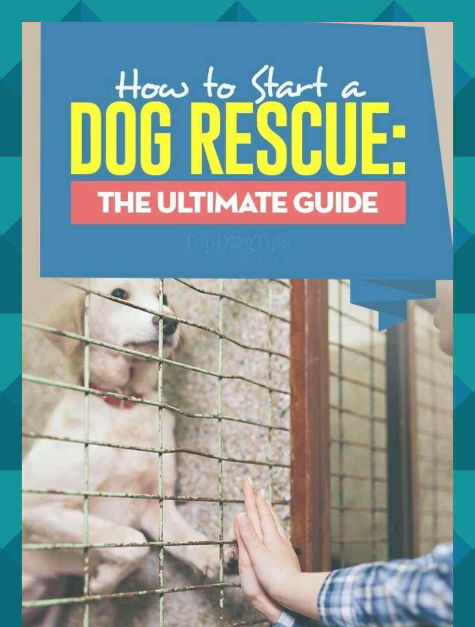 How to Start a Dog Rescue