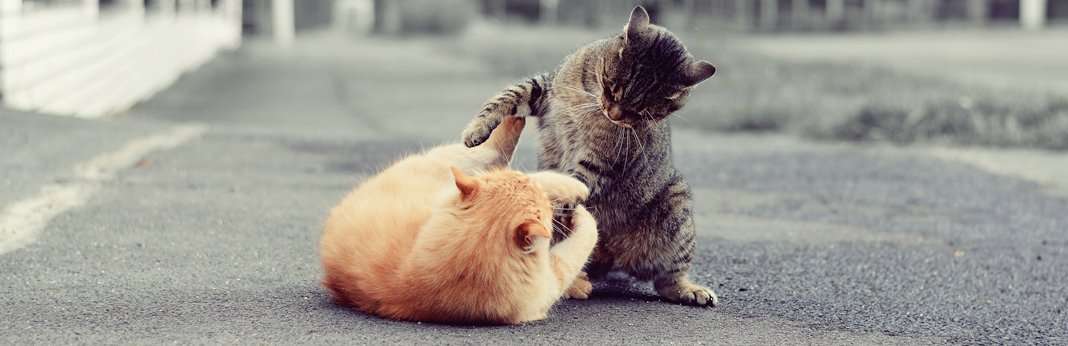 How To Get My Cats To Stop Fighting - LoveCatsTalk.com