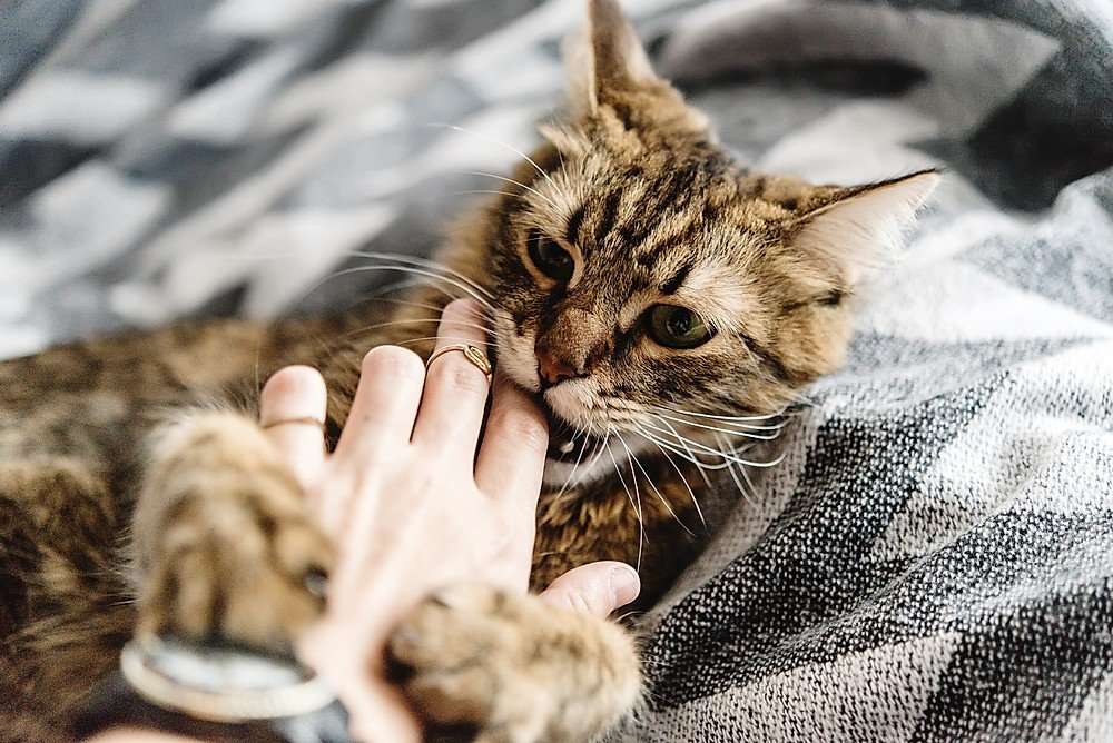 How To Stop A Cat From Biting: Complete Guide
