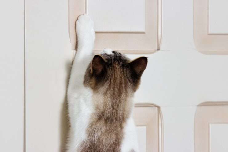 How to stop a cat from scratching bedroom door at night
