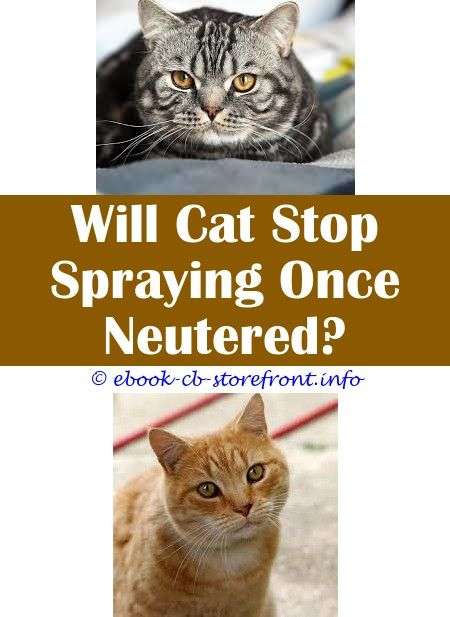 How To Stop A Cat From Spraying After Neutering Image JPG