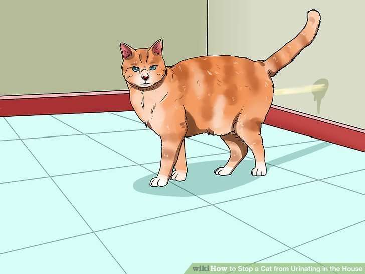 How to Stop a Cat from Urinating in the House: 14 Steps