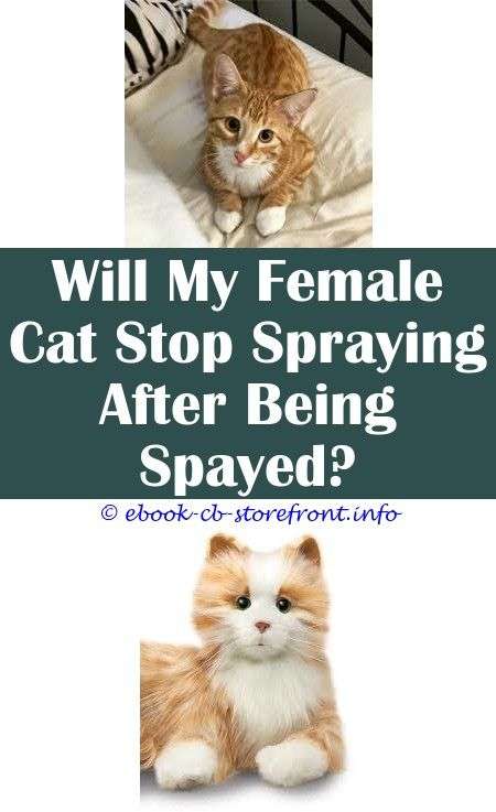 How To Stop A Male Cat From Spraying On Furniture Image JPG
