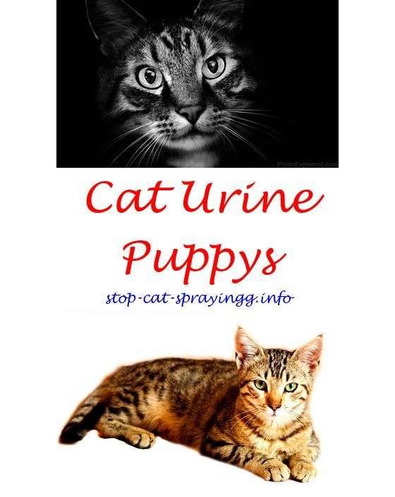 how to stop a neutered cat from spraying will neutering a ...