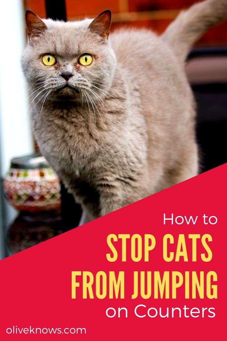 How to Stop Cats from Jumping on Kitchen Counters (Finally ...
