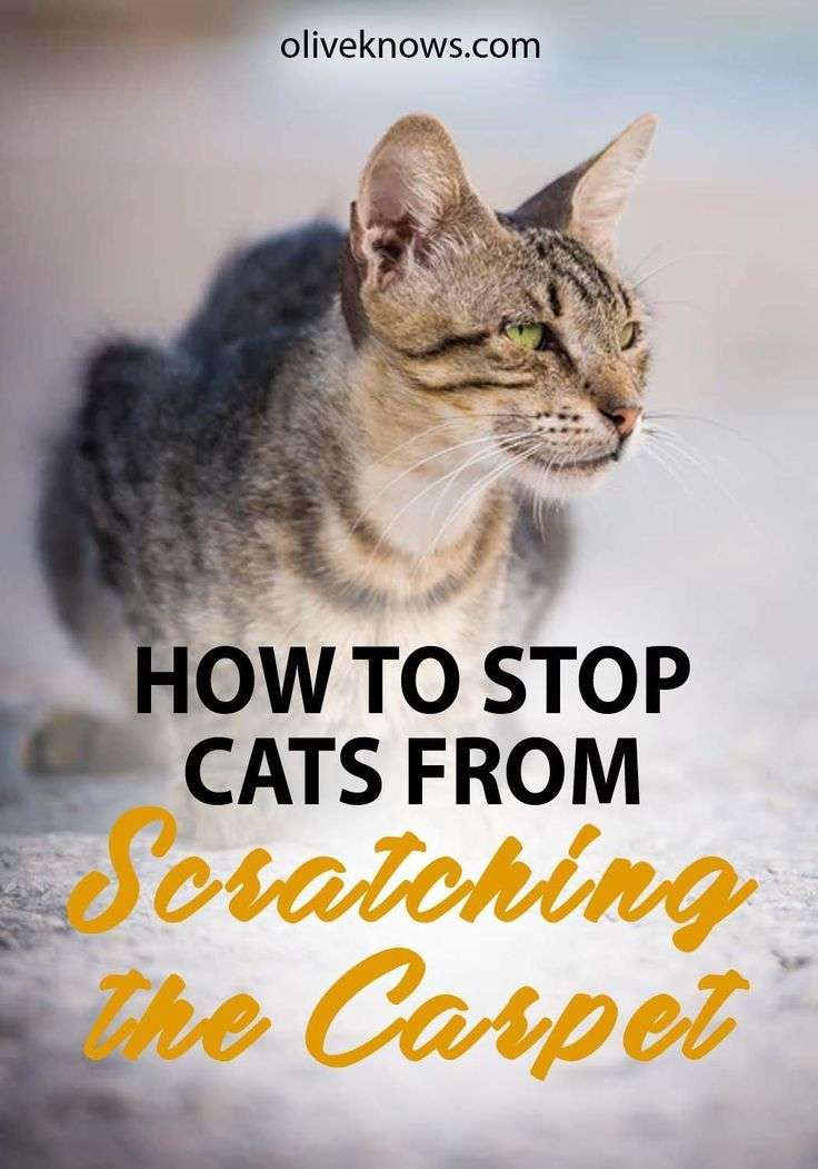 How to Stop Cats from Scratching the Carpet