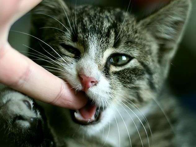 How To Stop Kittens From Biting Hands