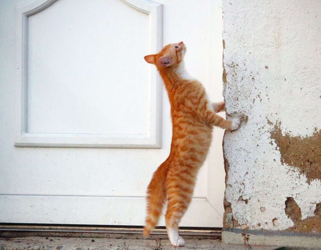 How To Stop Your Cat From Scratching At The Door