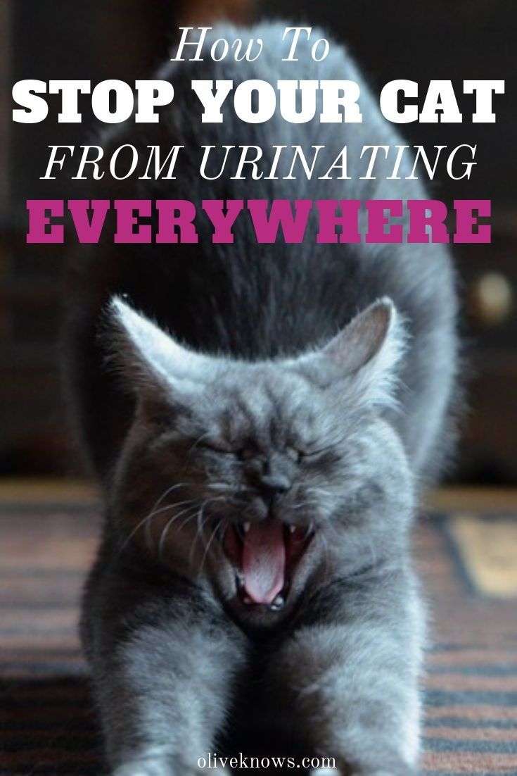 How to Stop Your Cat from Urinating Everywhere ...