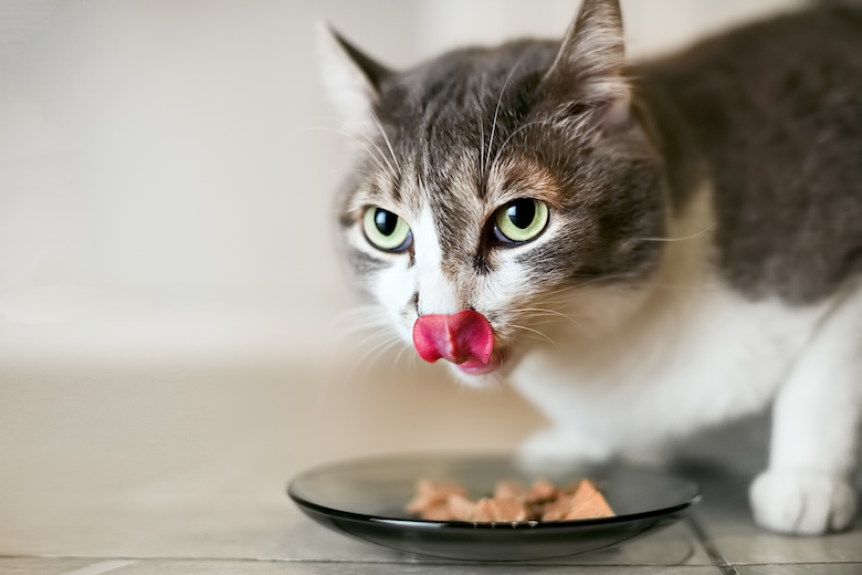 How to Switch Your Cats Food From Dry to Wet or Vice ...