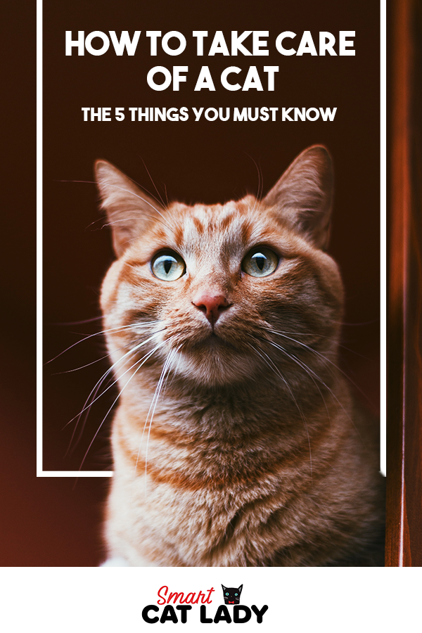 How To Take Care Of A Cat The 5 Things You Must Know ...