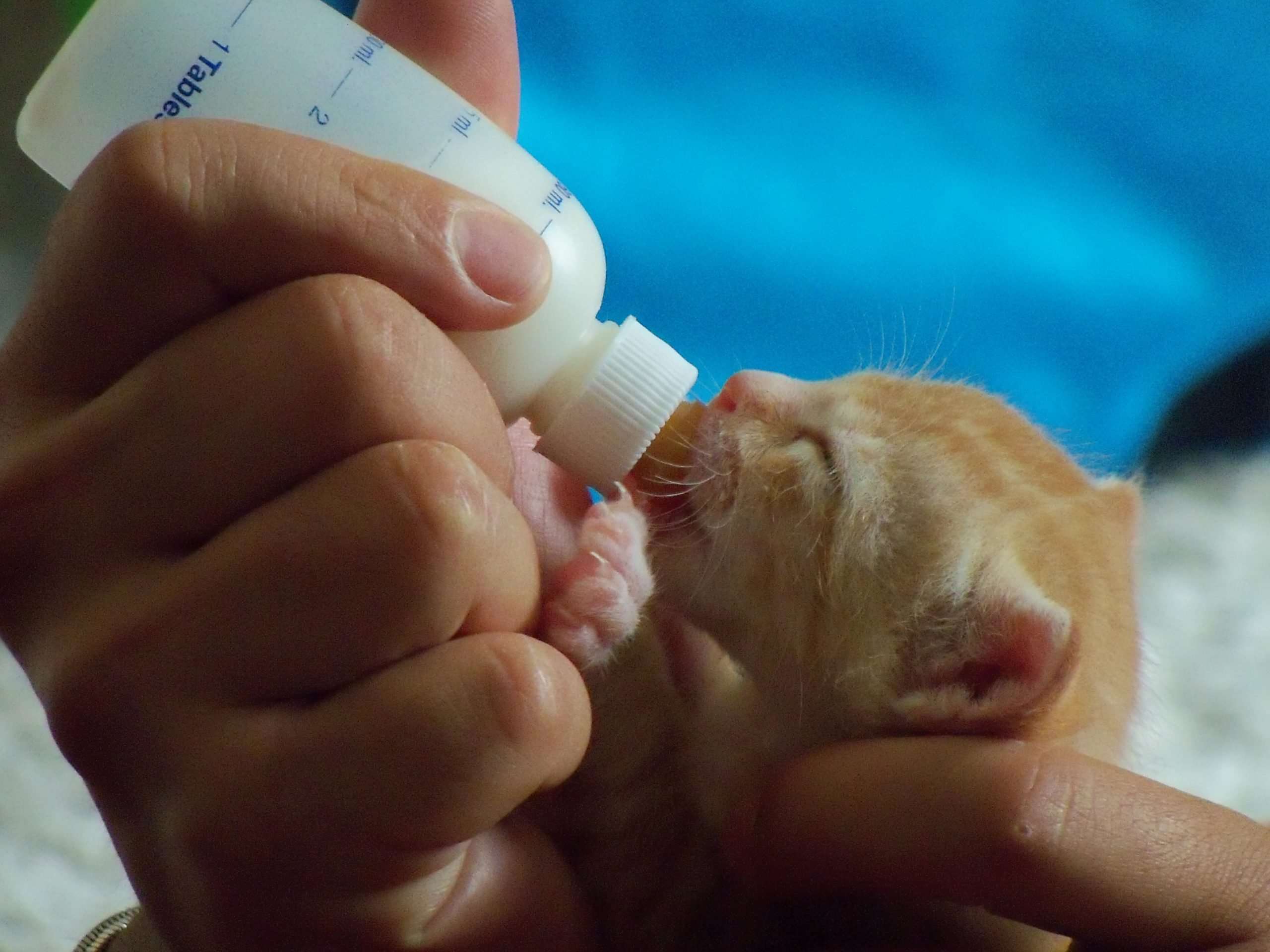 How To Take Care Of A Newborn Kitten Without Mother