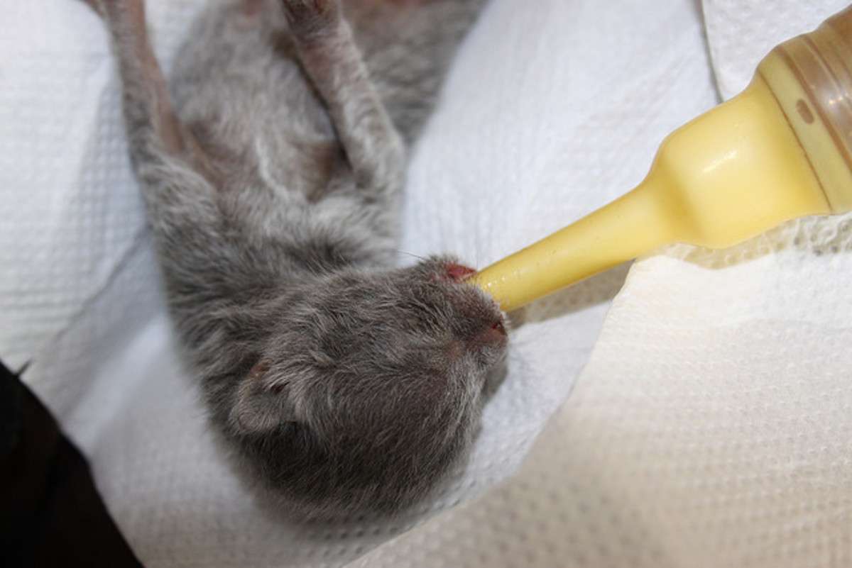 How to Take Care of Newborn Kittens: Week by Week