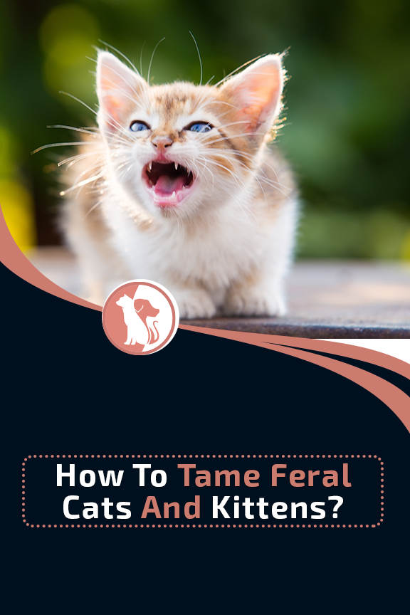 How To Tame Feral Cats And Kittens?