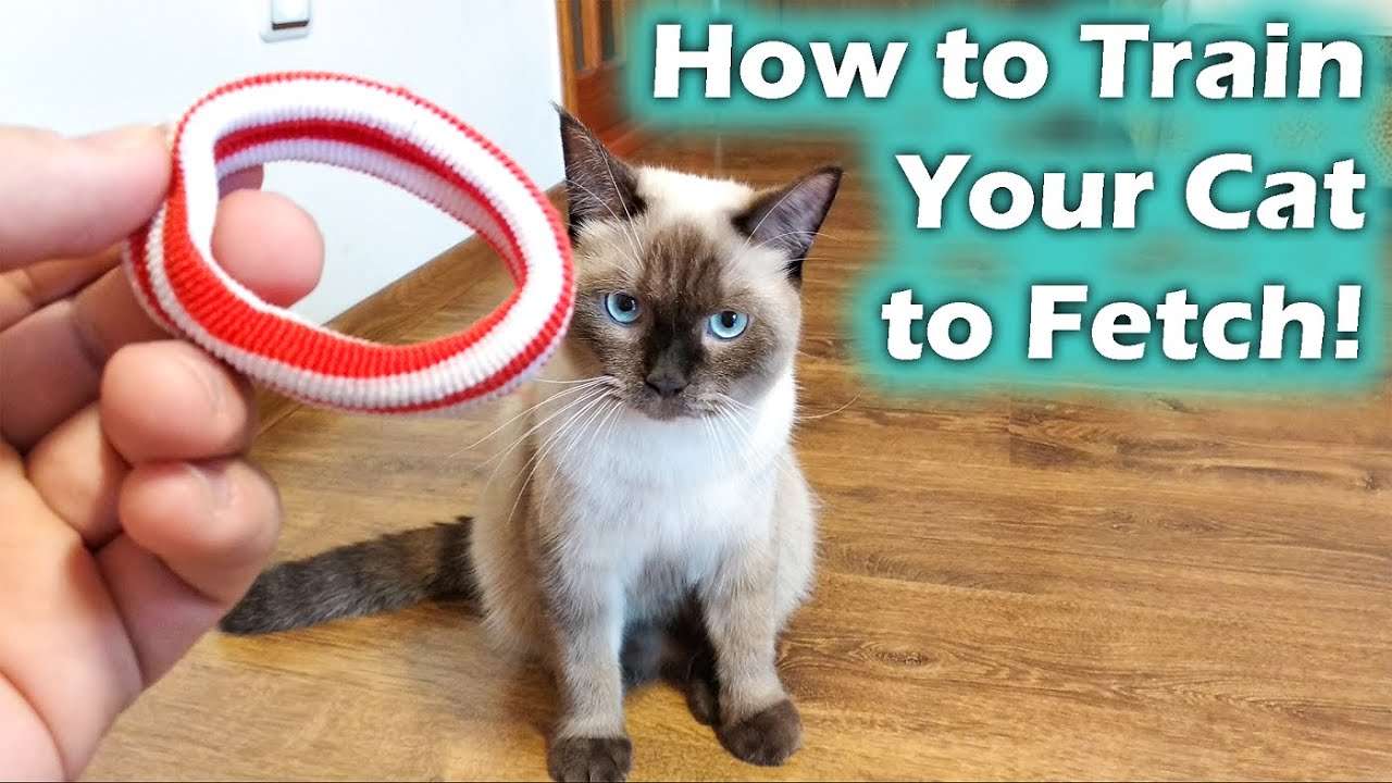 How to Teach your Cat to Catch, Cat Fetch (Cat Training ...