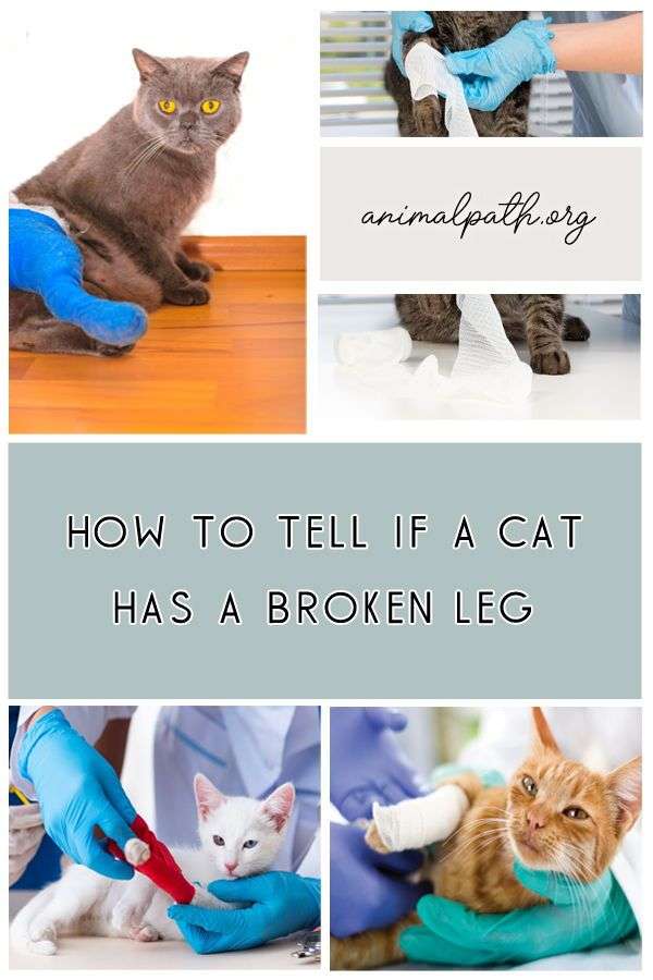 How to Tell If A Cat Has a Broken Leg in 2021