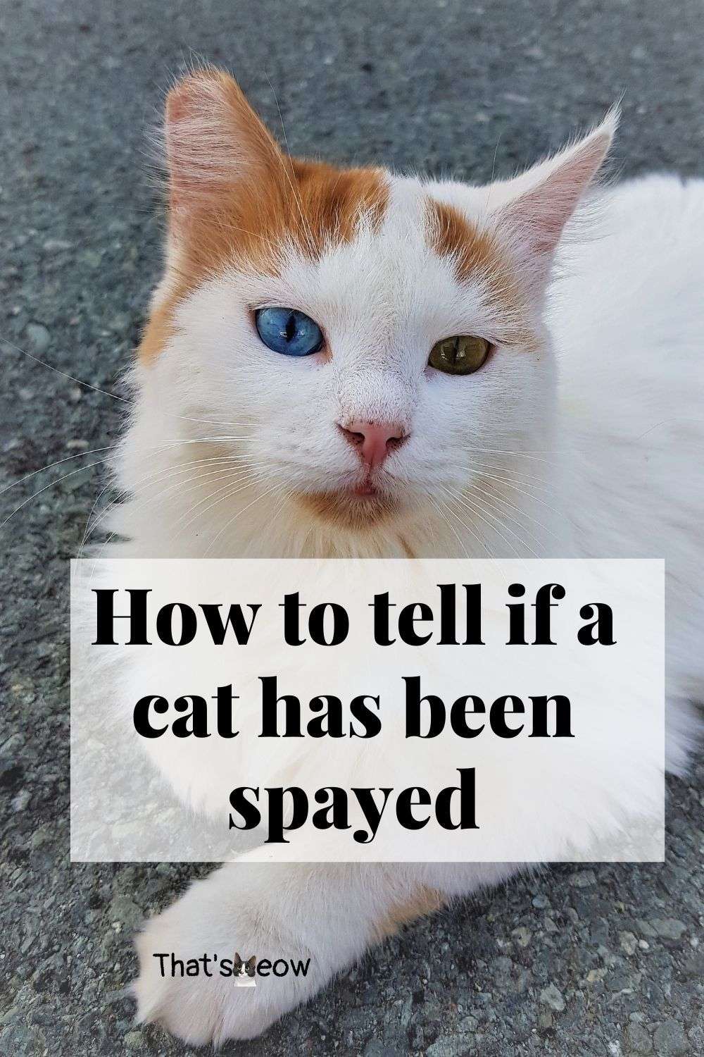 How to tell if a cat has been spayed in 2021