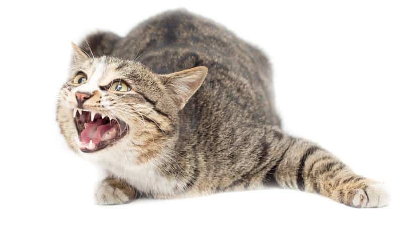 How to Tell If a Cat Has Rabies : Symptoms, Warning Signs ...
