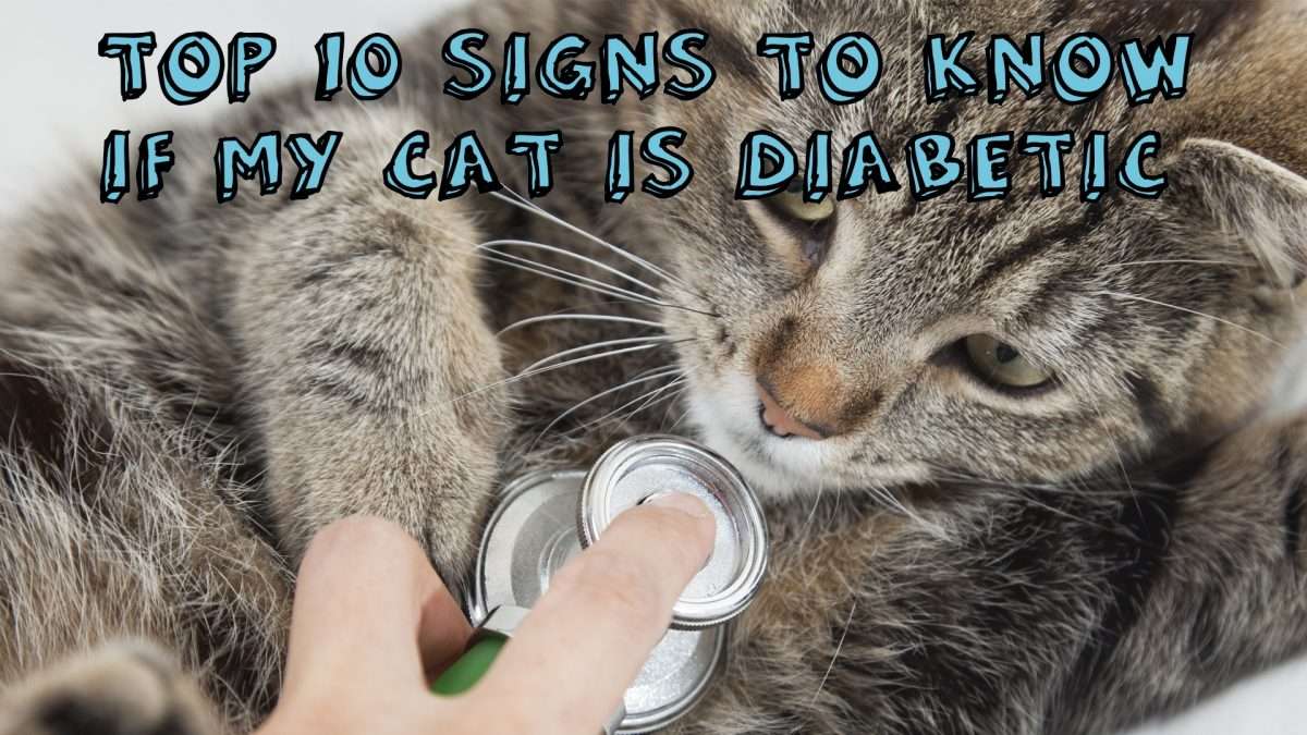 Cat Diabetic Test