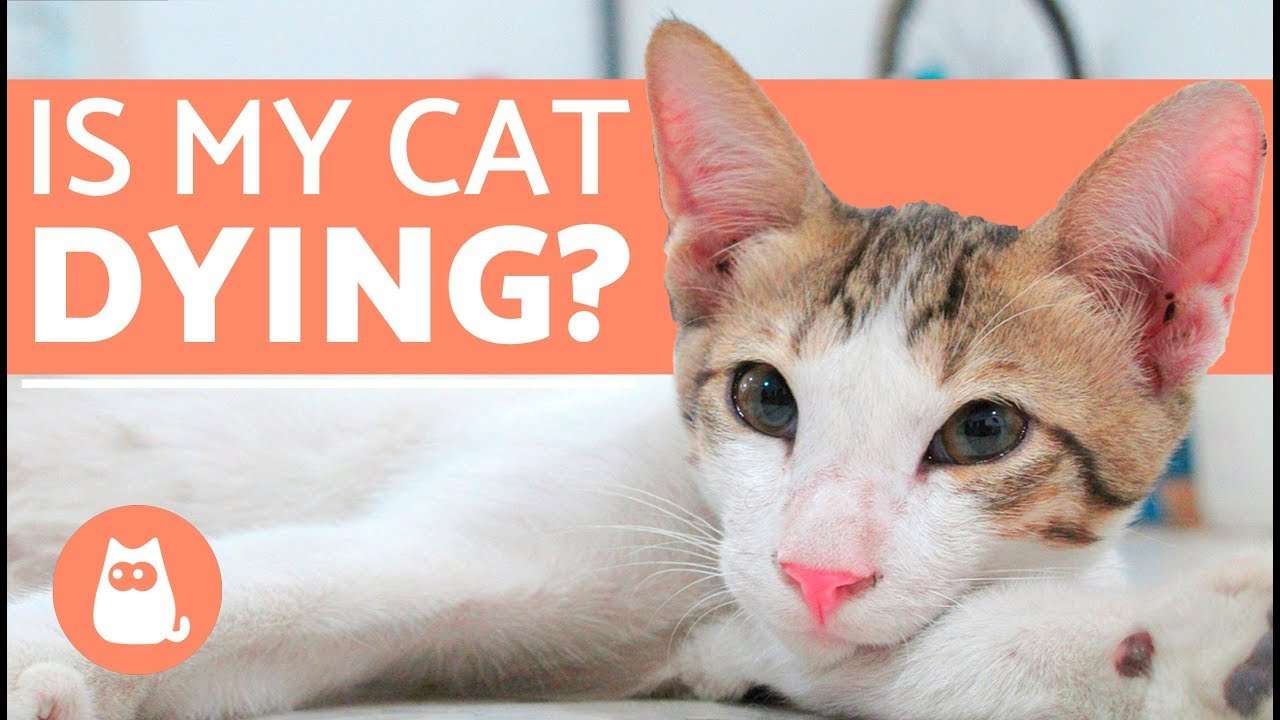 How to Tell if your Cat Is Dying