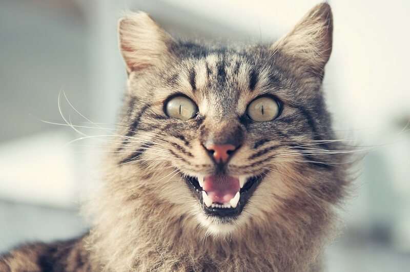 How to Tell if Your Cat Is Happy? These 8 Signs Will Show ...
