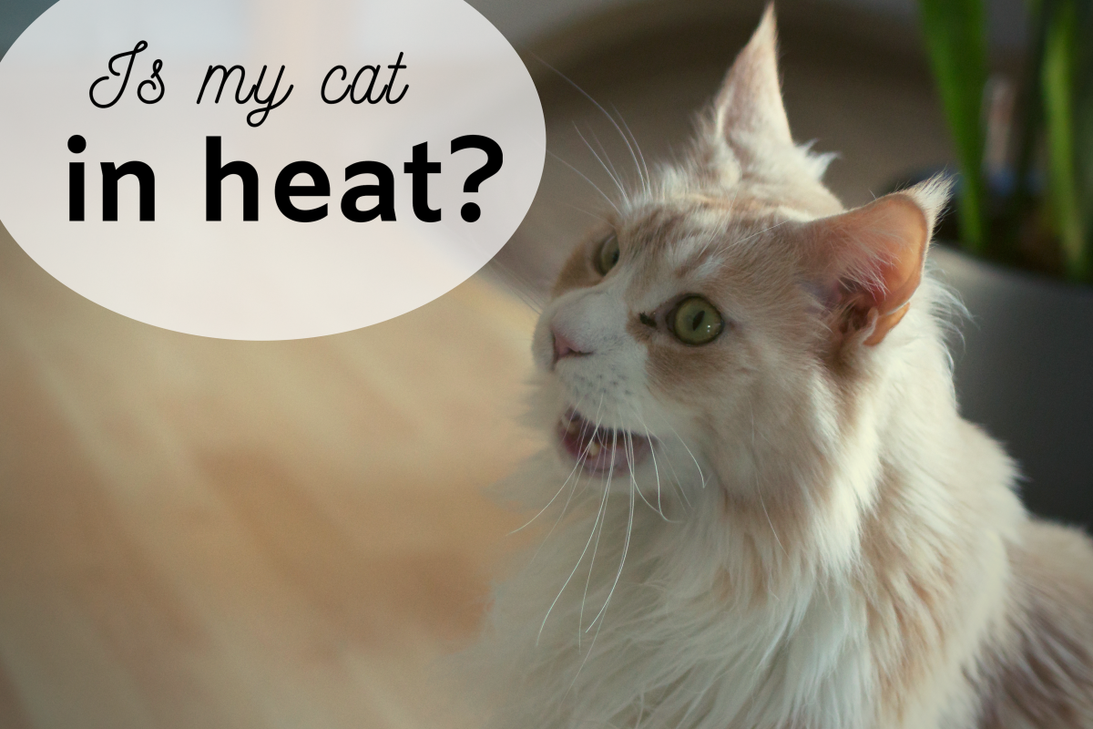 How to Tell If Your Cat Is in Heat and Tips to Calm Her ...
