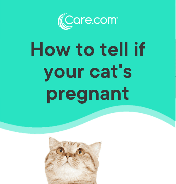 How To Tell If Your Cat Is Pregnant Early Stages