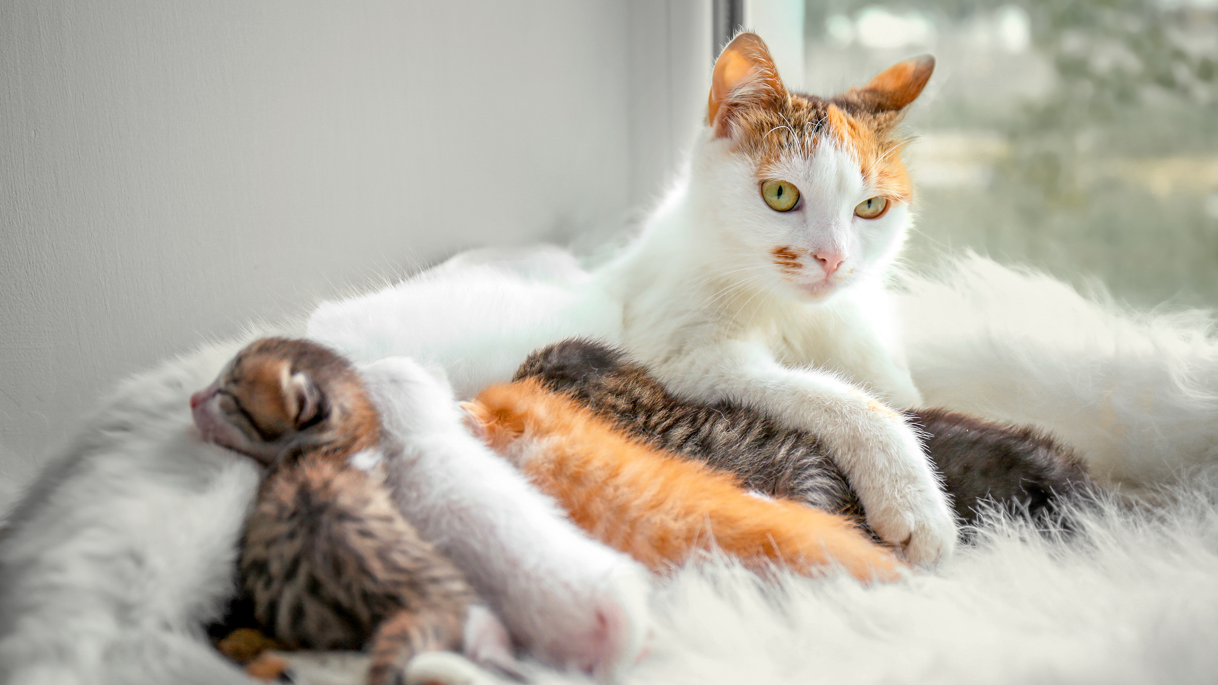 How to Tell If Your Cat Is Pregnant Without A Vet?