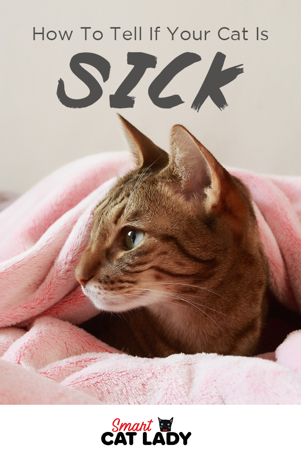 How To Tell If Your Cat Is Sick