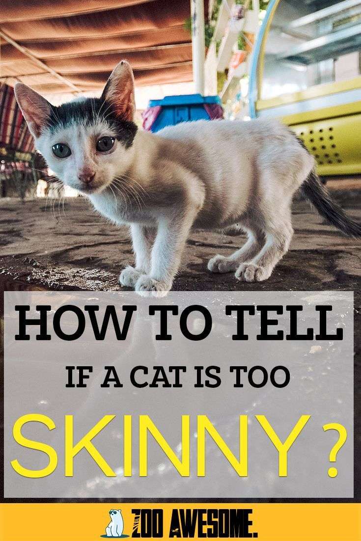 How to Tell if Your Cat is Too Skinny? in 2020