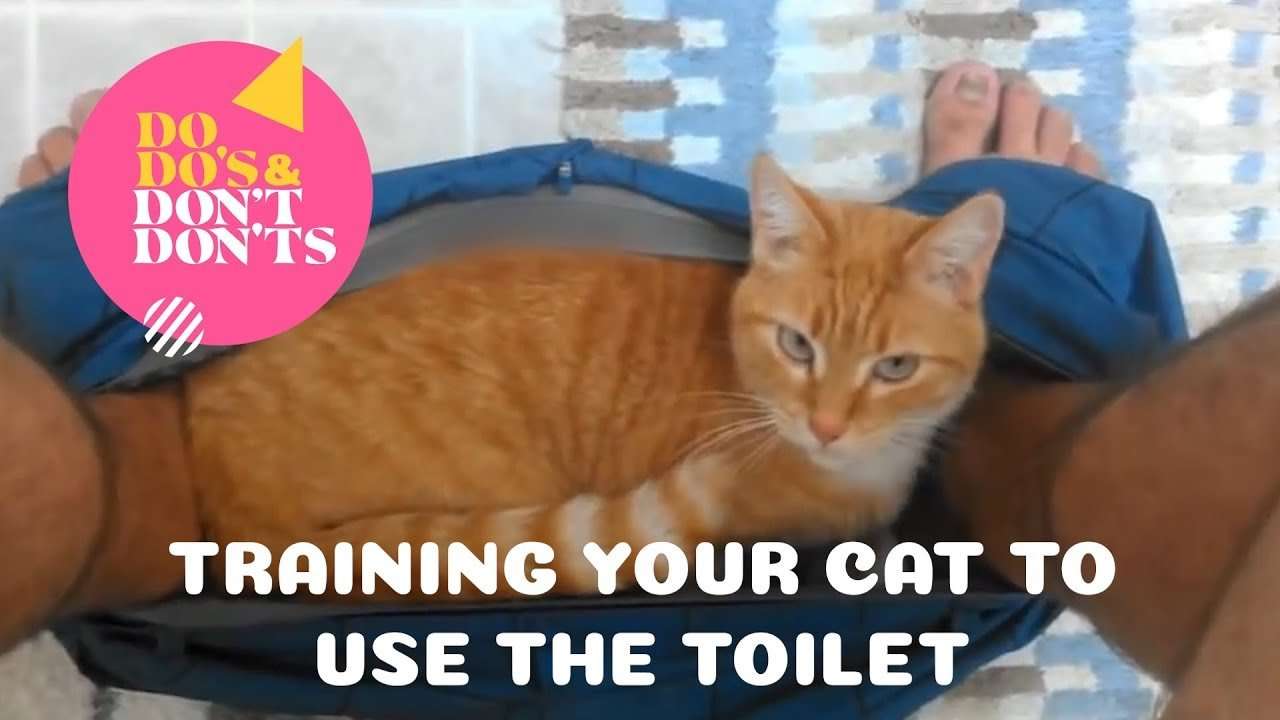 How to Toilet Train a Cat!!!