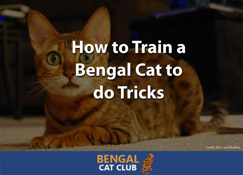 How to Train a Bengal Cat to do Tricks