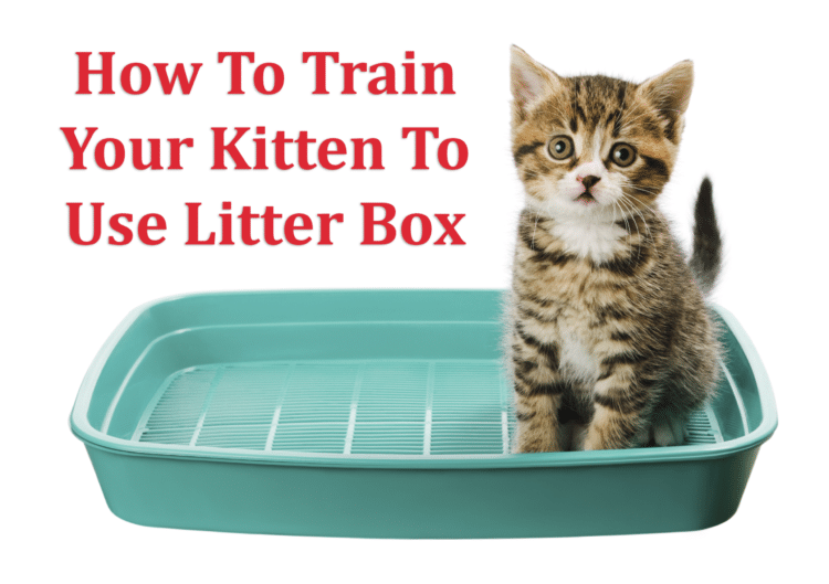 How To Train a Kitten To Use Litter Box