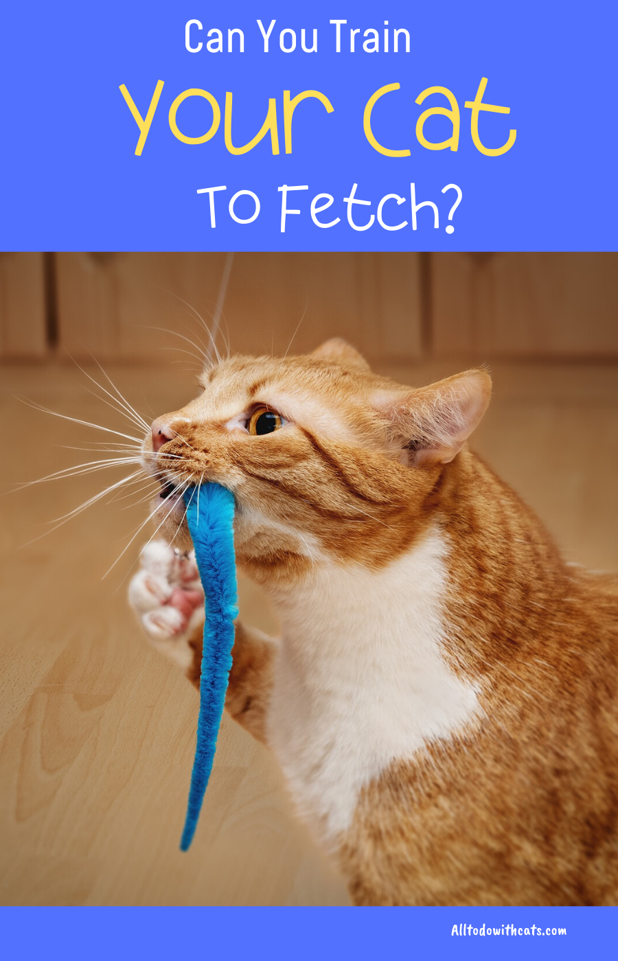 How To Train Your Cat To Fetch Like A Pro! :Proven Tips ...