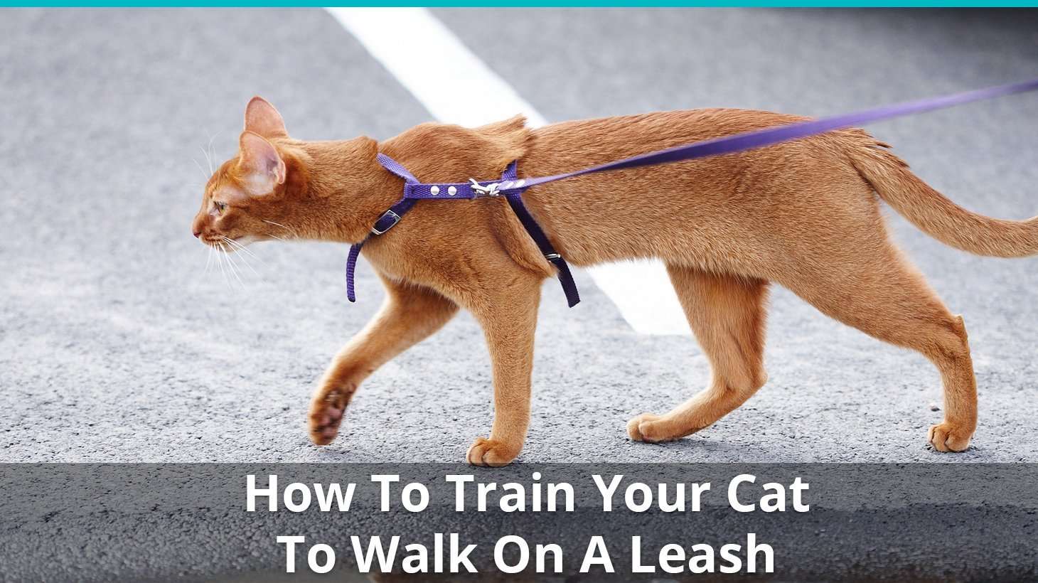 How To Train Your Cat To Walk On A Leash (Is That Even ...