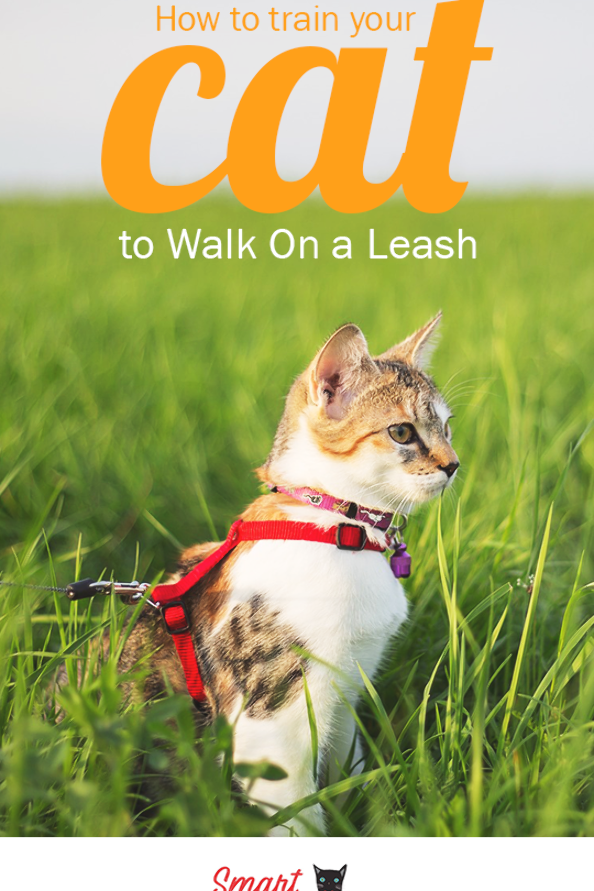 How to Train your Cat to Walk on a Leash. Leash training ...