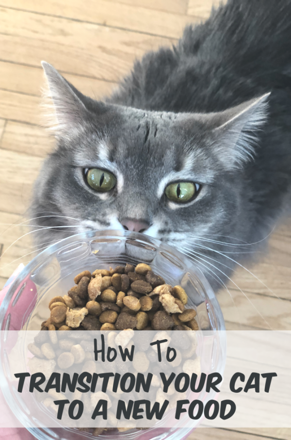 How to Transition Your Cat to a New Food