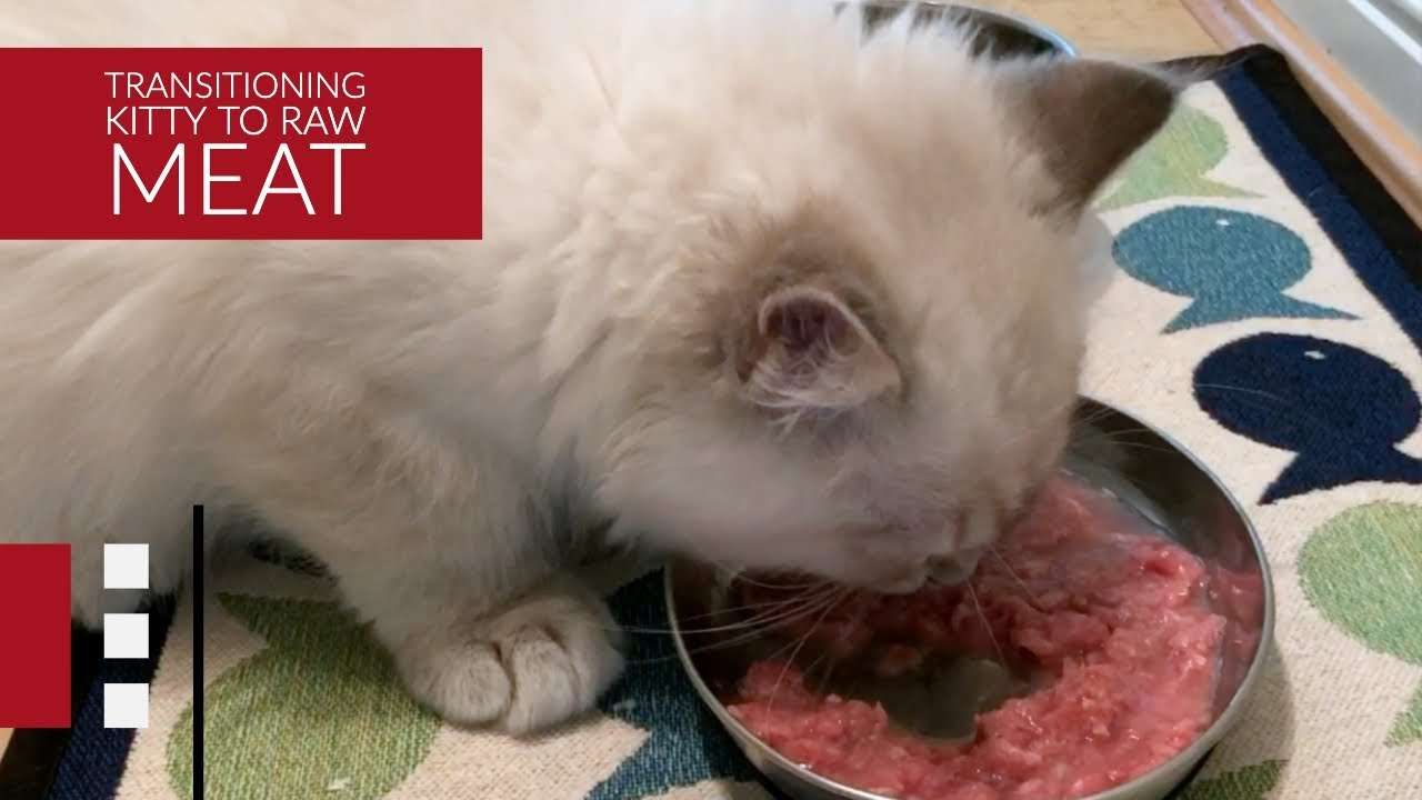 How to transition your cat to a RAW meat diet?