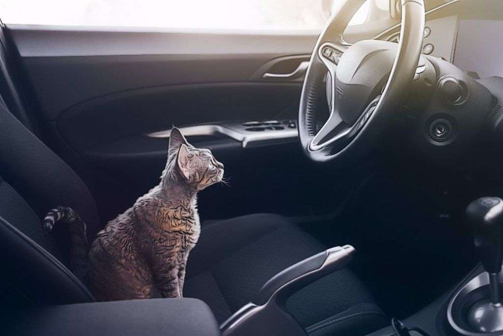 How to Travel With a Cat in a Car