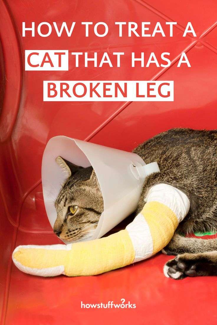 How to Treat a Cat That has a Broken Leg