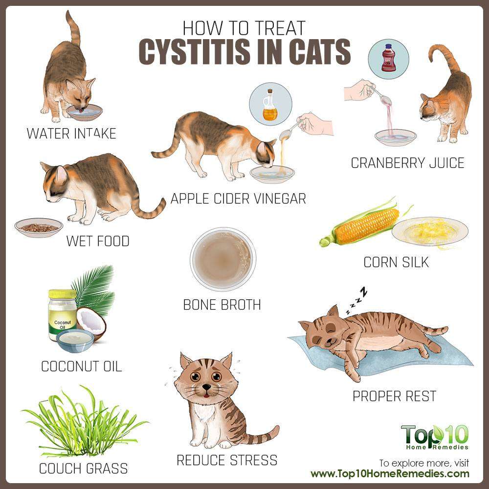 How to Treat Cystitis in Cats