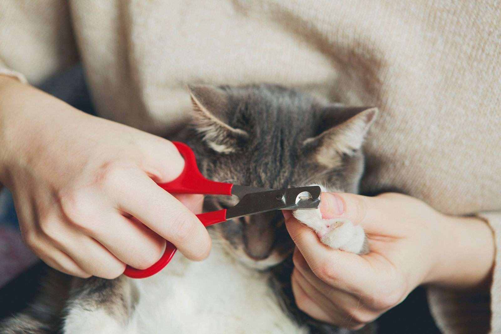 How to Trim Your Cat